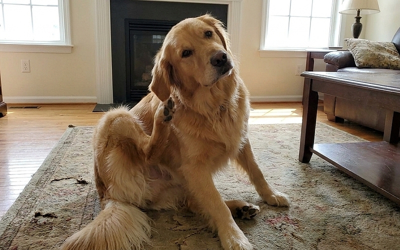 Signs Your Pet in Manassas Could Have an Ear Infection