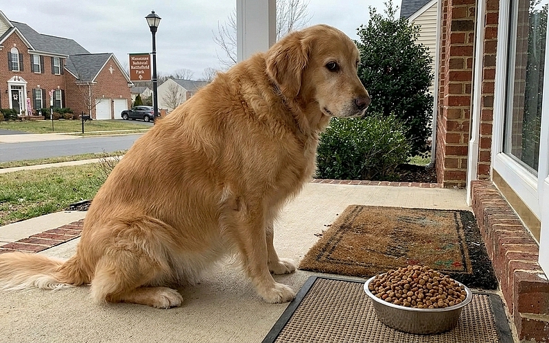 Is Your Pet in Manassas Gaining Weight Too Quickly?