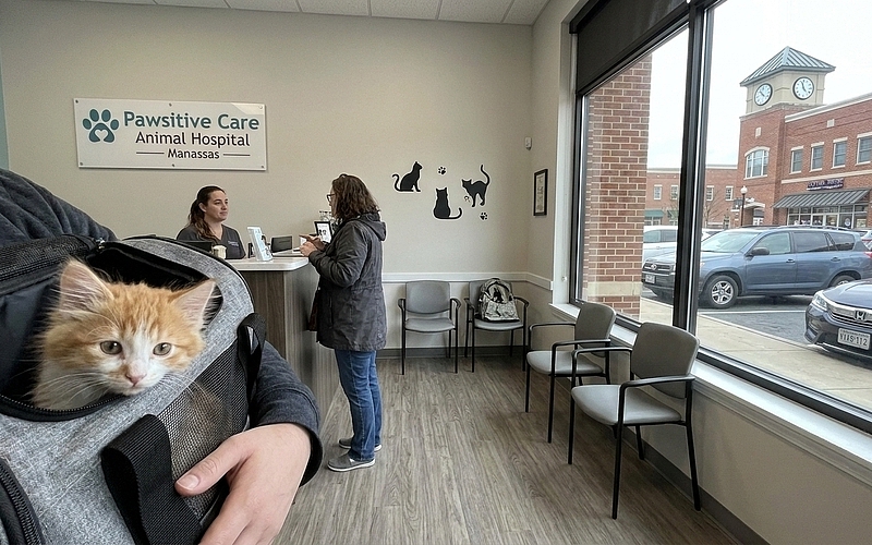 When Should You Bring Your New Kitten to the Vet in Manassas?