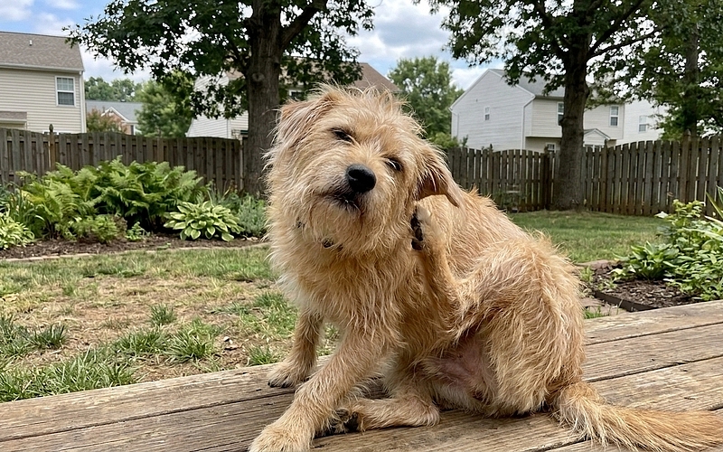 What it Means if Your Dog is Scratching More Than Normal