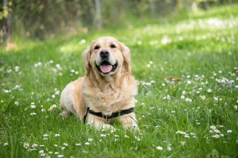 Get Pawsitive Vet Care Fur Your Friends in Manassas