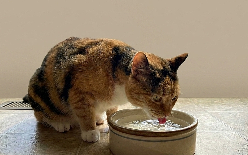 Is Your Cat in Manassas Drinking More Water Than Usual?