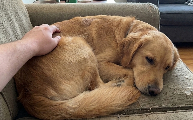 How to Spot the Early Signs of Illness in Your Pet