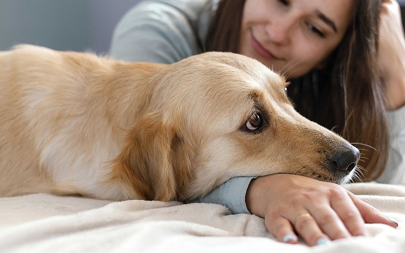 How to Know If Your Dog in Manassas Is Dealing with Allergies