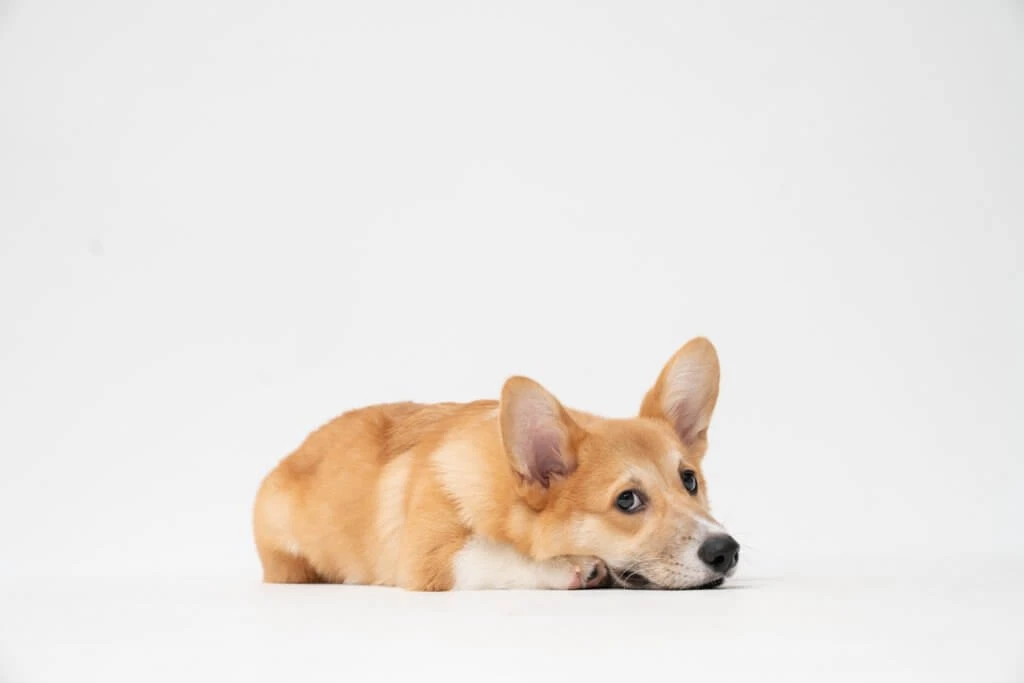Why is my dog restless after flea treatment?