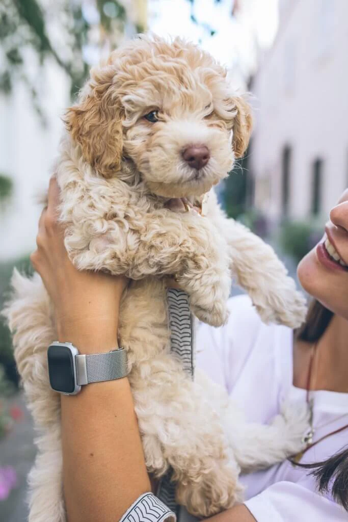 Pawsitive Care Animal Hospital