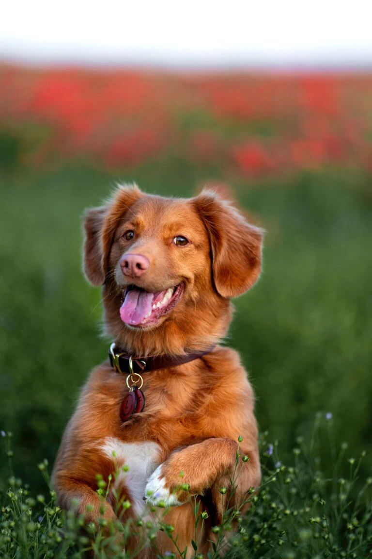 Dog Boarding: Manassas, VA