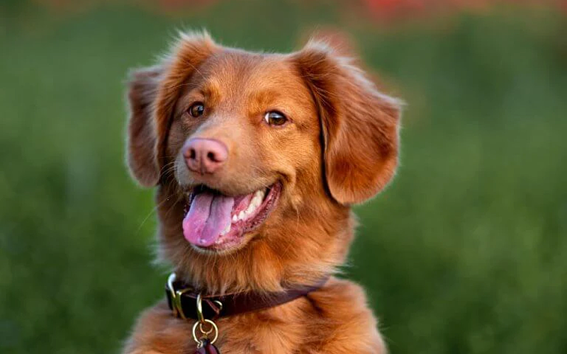 Dog Boarding: Manassas, VA