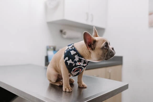 Pawsitive Care Animal Hospital: Your Manassas, VA Vet Clinic