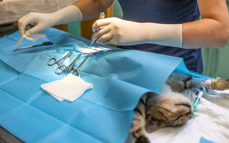 What Happens When Pets Need Surgery in Manassas