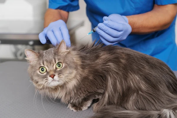 When Should You Schedule Pet Vaccinations in Manassas?