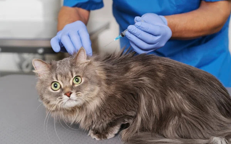 When Should You Schedule Pet Vaccinations in Manassas?