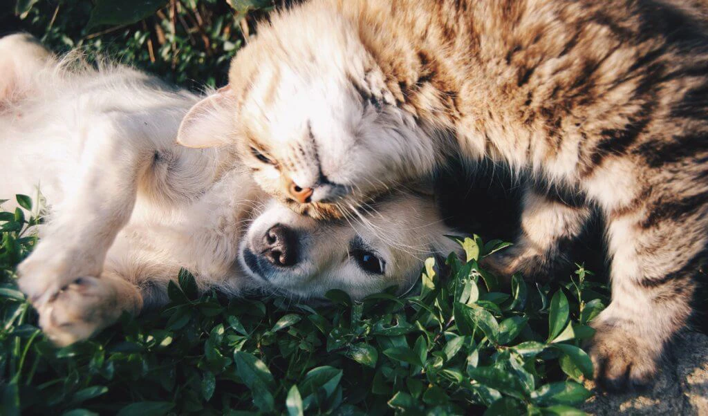 Flea Treatment for Dogs and Cats