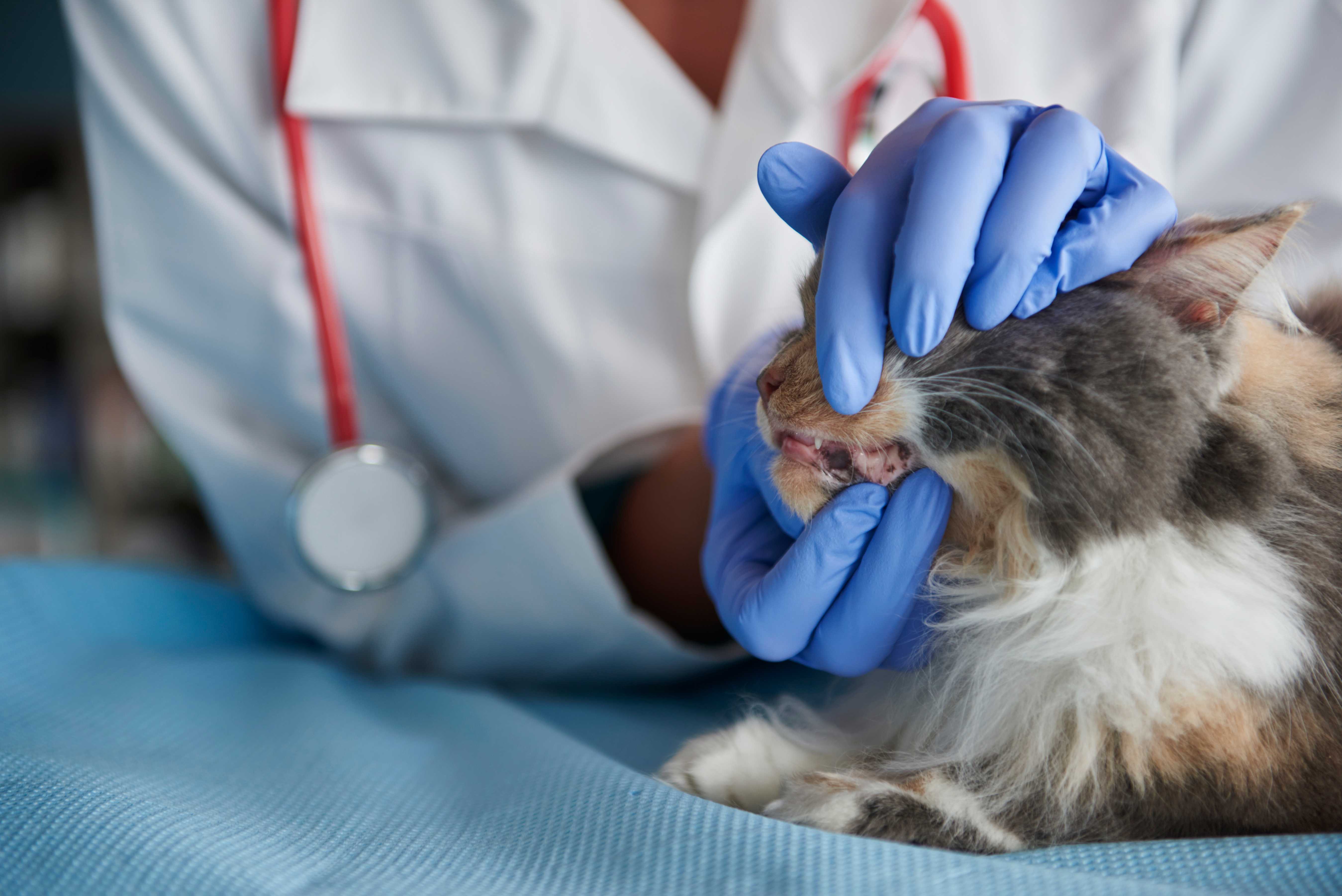 Is Cat Dental Cleaning Worth It in Manassas?