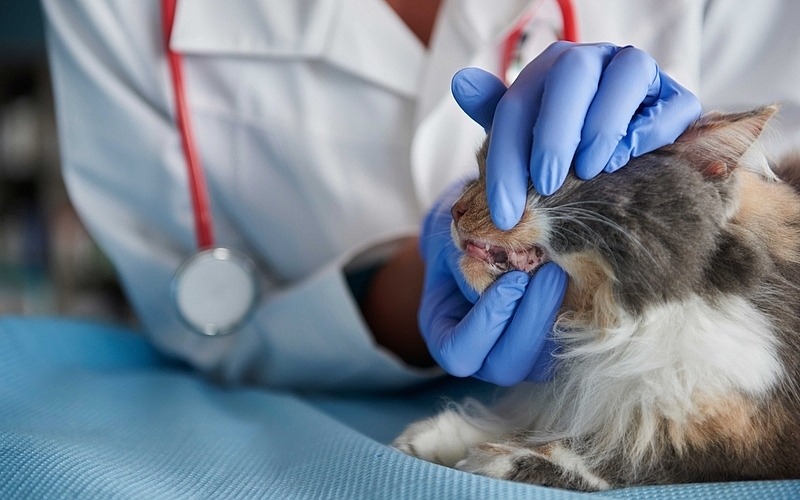 Is Cat Dental Cleaning Worth It in Manassas?