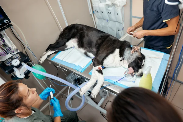 More Urgent Veterinary Care