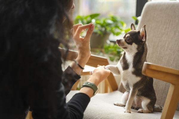 Behavioral Counseling for Pets in Manassas