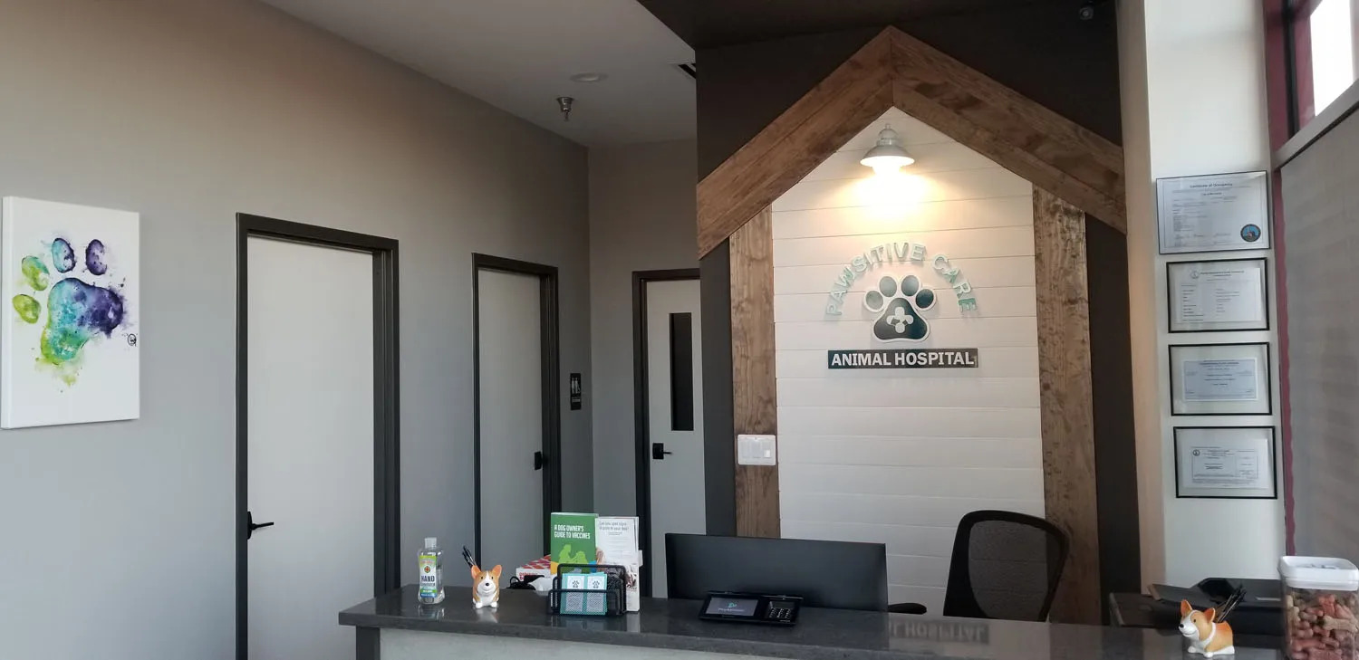 When Should You Call an Emergency Vet in Manassas