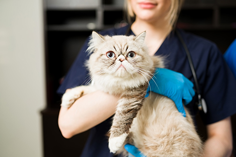 Career Opportunities at Pawsitive Care Animal Hospital