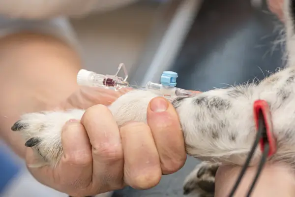 Laboratory Testing & Diagnostics for Pets in Manassas