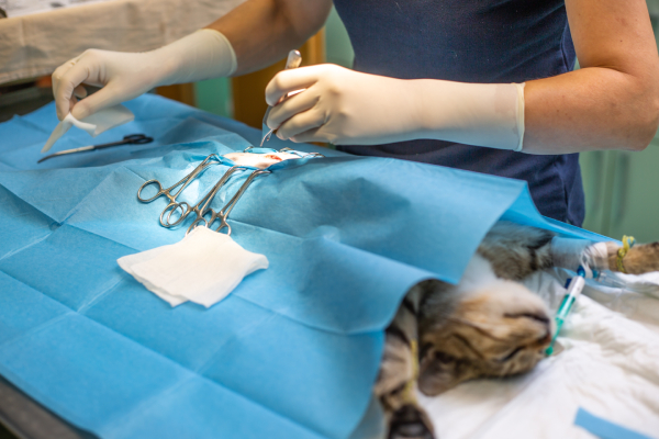 What Happens When Pets Need Surgery in Manassas